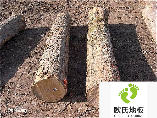 值得信賴的體育木地板廠家