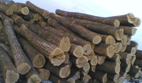 運(yùn)動(dòng)木地板